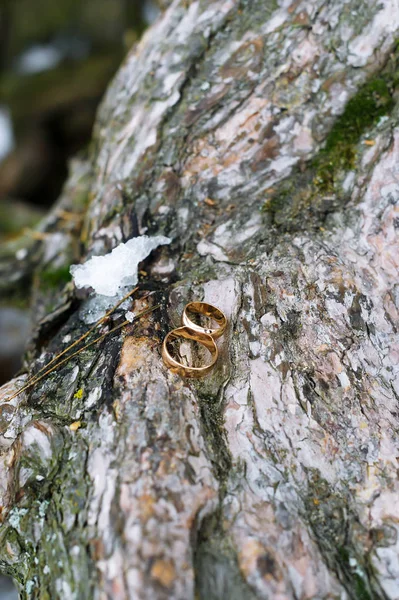 Χρυσά γαμήλια δαχτυλίδια, που βρίσκεται στο φλοιό του δέντρου. — Φωτογραφία Αρχείου