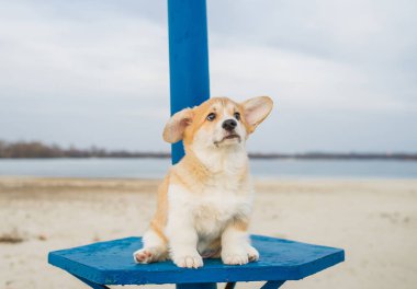 Welsh Pembroke Corgi köpek yavrusu doğada. Portre çekim