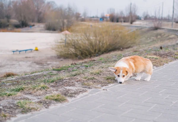 Welsh corgi valp spela i publik Park på vandrings leden. — Stockfoto