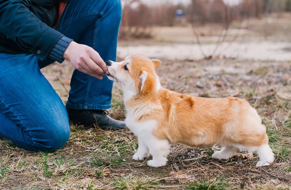 Ręka człowiek karmi Pembroke Welsh Corgi szczeniaka. Zbliżenie Zdjęcia — Zdjęcie stockowe