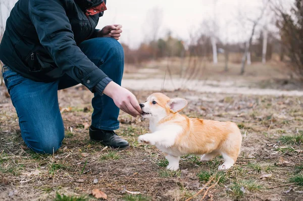 Una mano de hombre alimenta a un cachorro Pembroke Welsh Corgi juguetón. Foto de primer plano —  Fotos de Stock