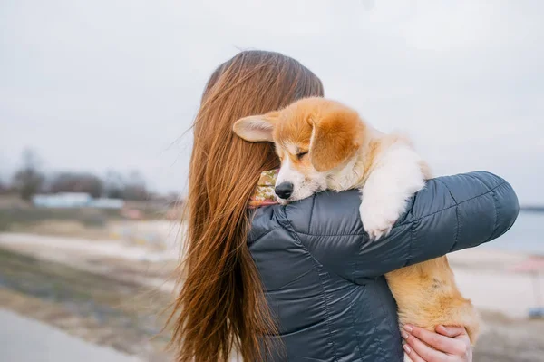 Visão traseira da menina com filhote de cachorro corgi em suas mãos no parque — Fotografia de Stock