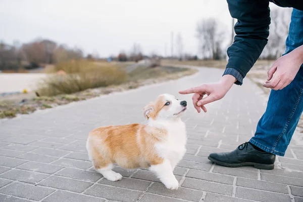 ペンブルックウェールズコーギーの子犬と遊ぶ男. — ストック写真