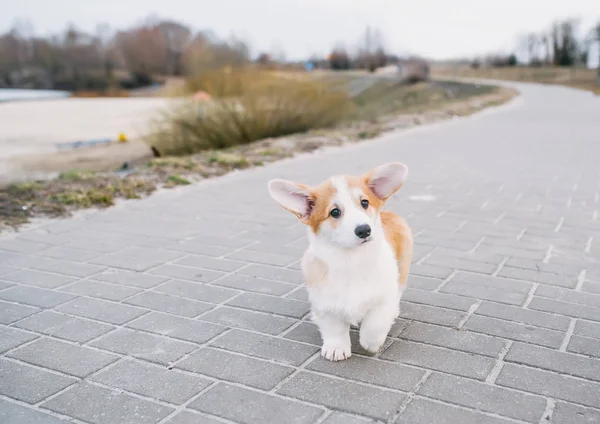 Cute Welsh Corgi puppy on walk in park. — Stock Photo, Image