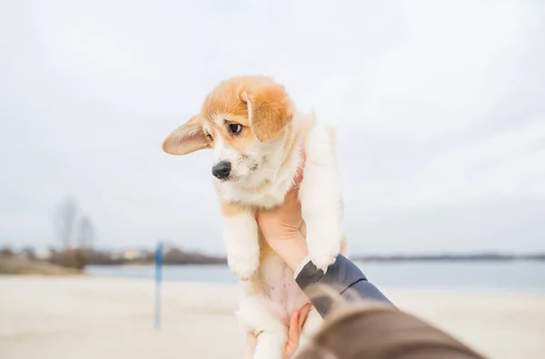 Welsh Pembroke Corgi puppy dog is in woman hands — Stock Photo, Image