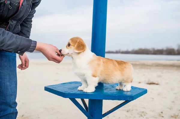 Corgi 강아지는 소유자의 손에 야외에서 먹는다 — 스톡 사진