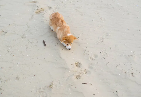 Welpe mit weißem Corgi, der im Sandstrand spazieren geht. Ansicht von oben — Stockfoto