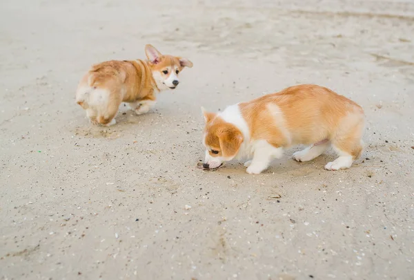 Lovely puppies play in sand — Stock Photo, Image
