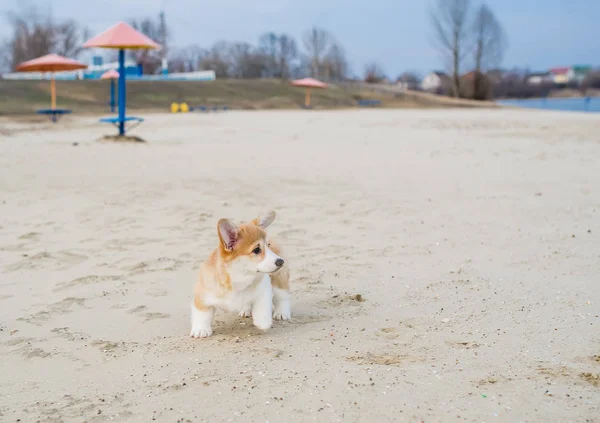 Bonito cachorro brincando na praia de areia . — Fotografia de Stock
