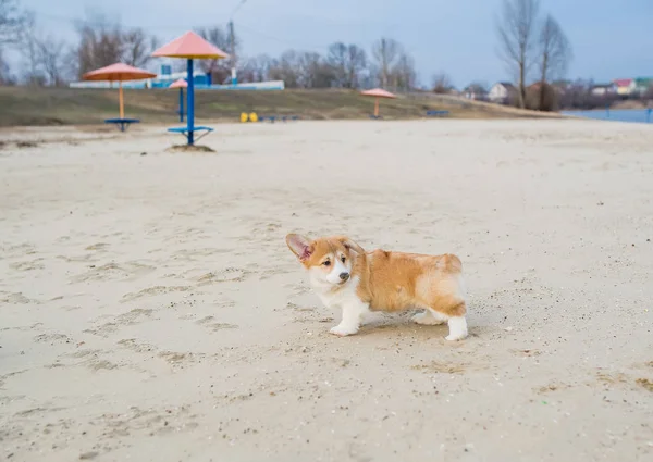 Welsh corgi pembroke chiot jouer sur la plage de sable — Photo