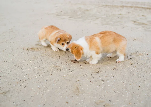 Plajda iki eğlenceli pupies oynamak — Stok fotoğraf