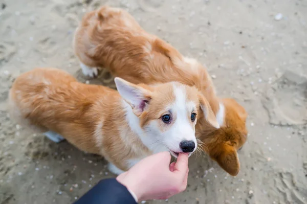 Owner hand feed two pupies. — Stock Photo, Image