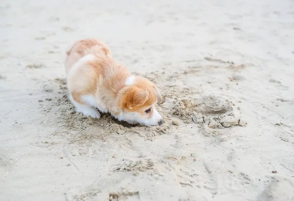 모래 해변에서 연주 웰시 코기 펨 브 로크 강아지. — 스톡 사진