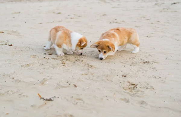 Twee Corgi puppies spelen op het strand zand. Rechtenvrije Stockafbeeldingen