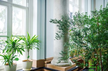 Botanik bahçenin iç görünümü