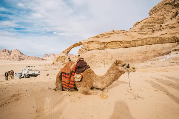 Camel, leżącego na pustyni w tle turystów. — Zdjęcie stockowe
