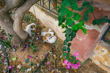 Grup evsiz küçük puppys hüzünlü gözleri ile