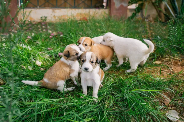 Group of homeless little puppies with sad eyes on green grass.