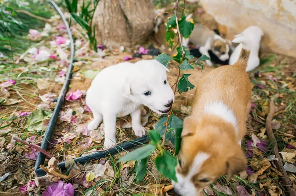 Group of homeless little puppies playing on ground.