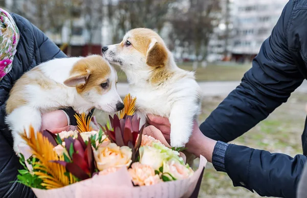 Dos cachorros pequeños con ramo de flores en las manos . — Foto de Stock