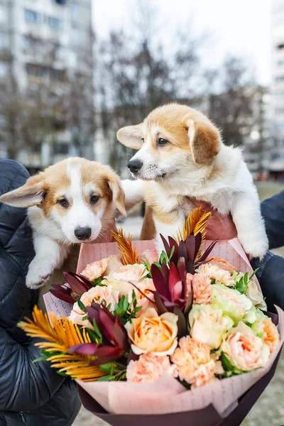 Dois cachorros pequenos com buquê de flores . — Fotografia de Stock