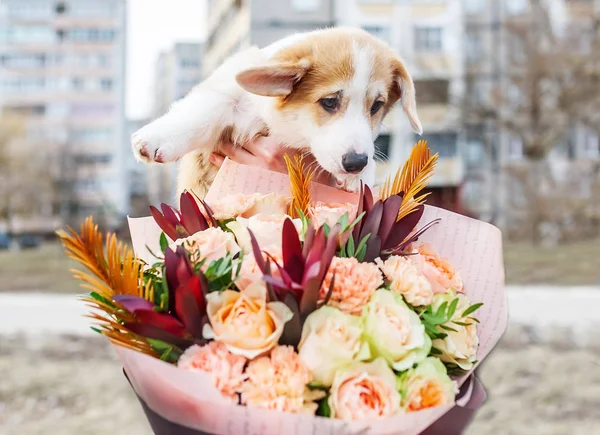 Un cachorro pequeño con ramo de flores al aire libre . — Foto de Stock