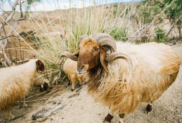 Una pecora divertente posa sul pascolo, collina in Giordania — Foto Stock