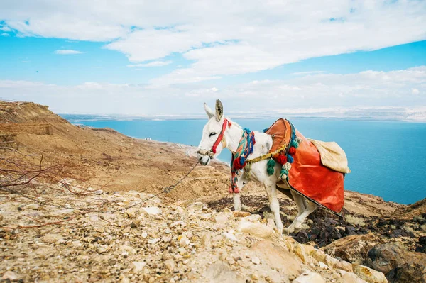 Hügelbesteigung des Esels in den jordanischen Bergen — Stockfoto