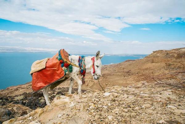 Hügelbesteigung des Esels vor dem Hintergrund der wunderschönen jordanischen Naturlandschaft und des Toten Meeres — Stockfoto