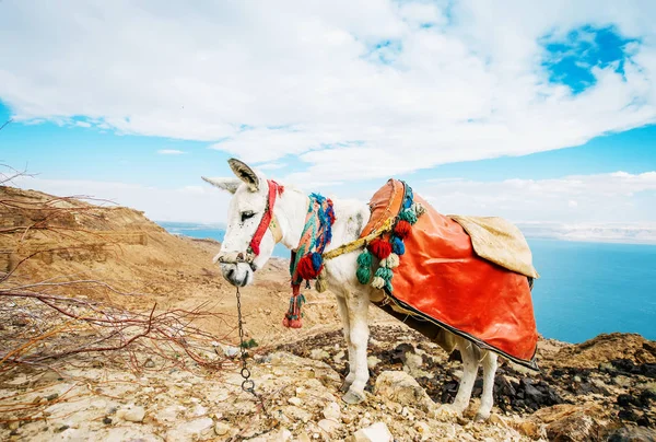 Osioł na tle pięknych Naturel góry Jordan — Zdjęcie stockowe