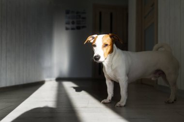Köpek kapalı yerde ayakta yorgun. Jack russell terrier güneşte katta.