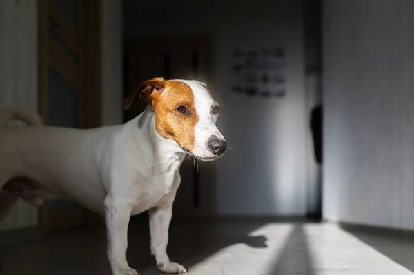 Jack russell terrier dog stands on the floor in sun.