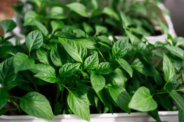 Evde kutularda yetiştirilen biber lerin az lahanası. Bahar fidesi. 