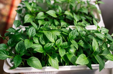 Kutularda evde yetiştirilen biber düşük lahanası.