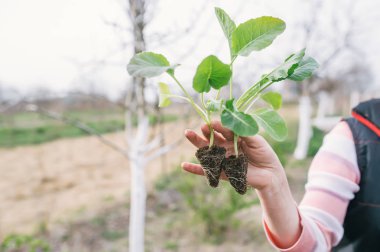 Sebze bahçesinde lahana fidesi ile Bahçıvan eli. 