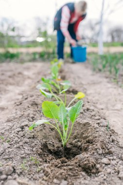 Çiftçi kadın fidanlıkta lahana fidanı