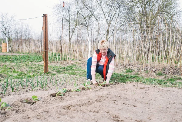 Vrouwelijke tuinman plant kool in de grond — Stockfoto