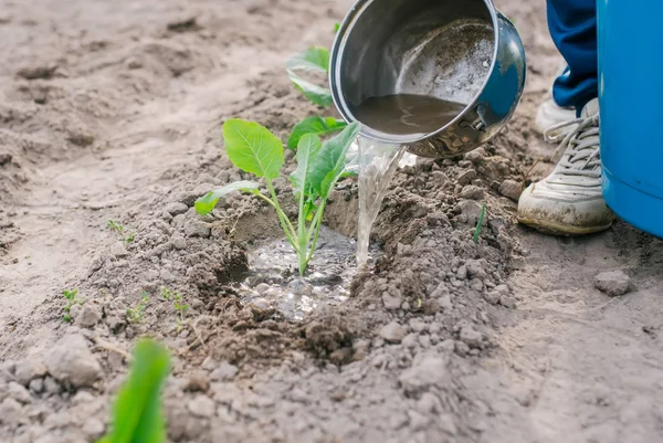 Jardinero está regando las plántulas de repollo en los macizos de flores . —  Fotos de Stock