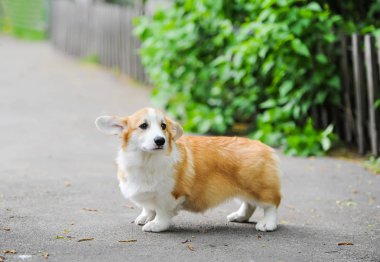 Güneşli bir günde yol tarafından açık havada mutlu bir safkan Galler Corgi köpek. 