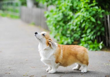 mutlu Galce corgi köpek yolda kalmak. 