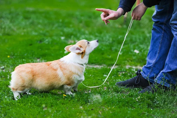 Galês corgi pembroke cão de pé na grama e olhando para o treinamento cão proprietário . — Fotografia de Stock