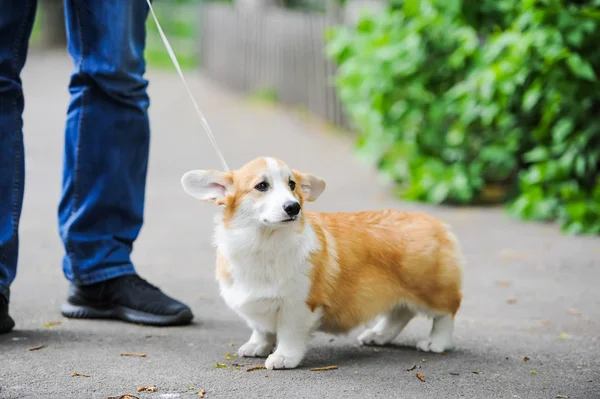 Sahibi ile Dostluk köpek yavrusu. Yakın çekim fotoğraf — Stok fotoğraf