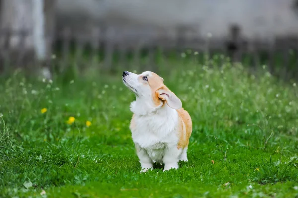 Милый пес валлийский Корги Пемброк на траве — стоковое фото