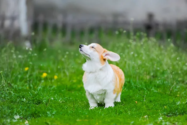 Съемка милого щенка Корги, сидящего на зеленой траве — стоковое фото