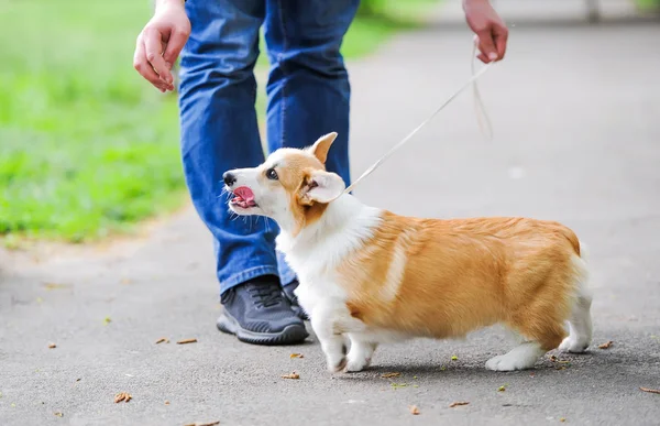 Sahibi ile Dostluk köpek yavrusu. Yakın çekim fotoğraf — Stok fotoğraf