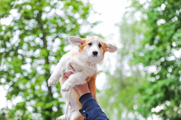 Las manos humanas sostienen a un perro perrito Corgi —  Fotos de Stock