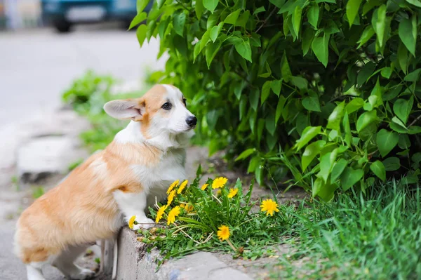 Gallese Corgi cane e denti di leone all'aperto — Foto Stock