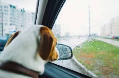 Jack Russell köpek arabanın camının arkasında yağmuru izliyor. Yağmurlu bir günde araba camından bakan üzgün köpek.