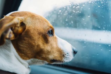 Jack Russell arabada tek başına kilitli. Köpek bir arabada oturan ve arabanın penceresinden bakarak