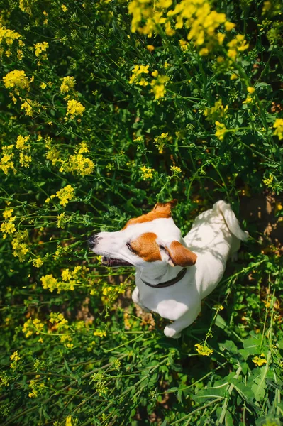 Mały pies jest w żółtym polu kwitnienia. Śliczne Jack Russell Terrier. — Zdjęcie stockowe